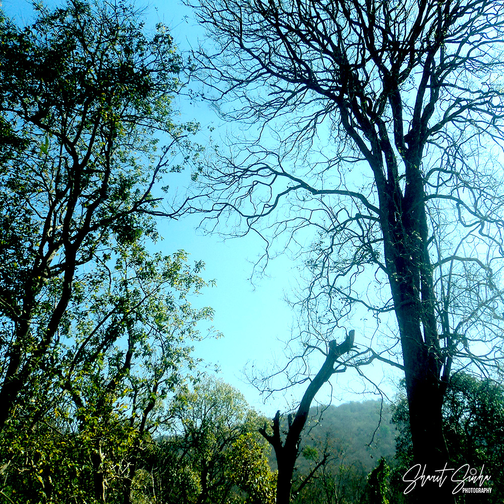 Bandipur Forest