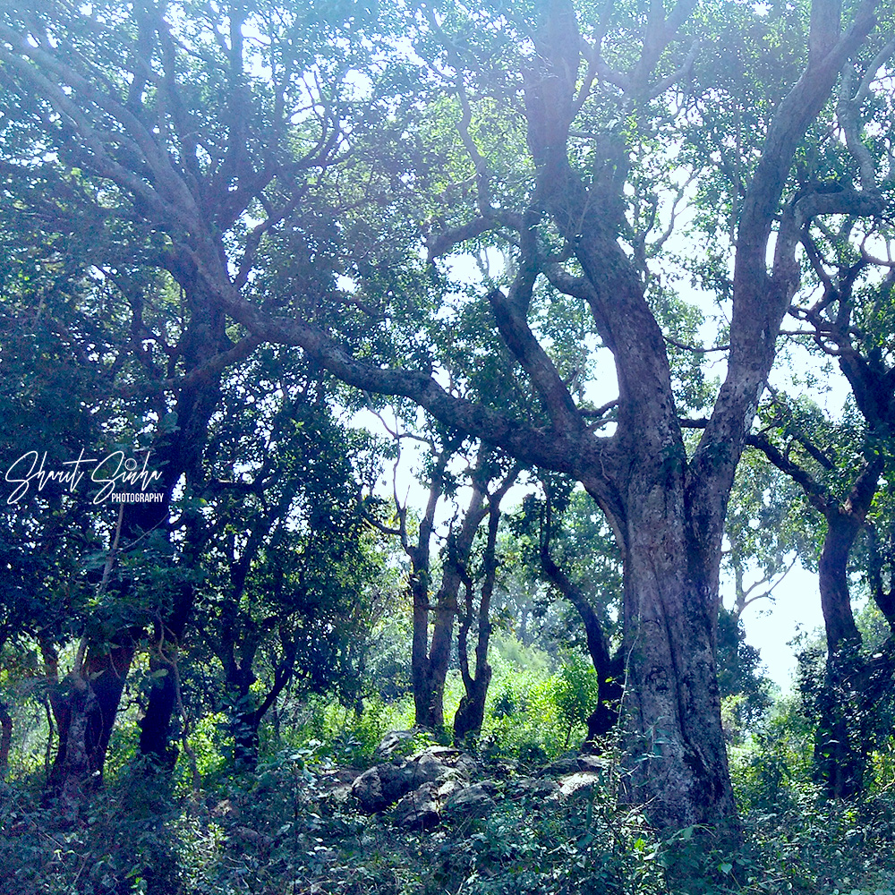 Karadiyur Forest