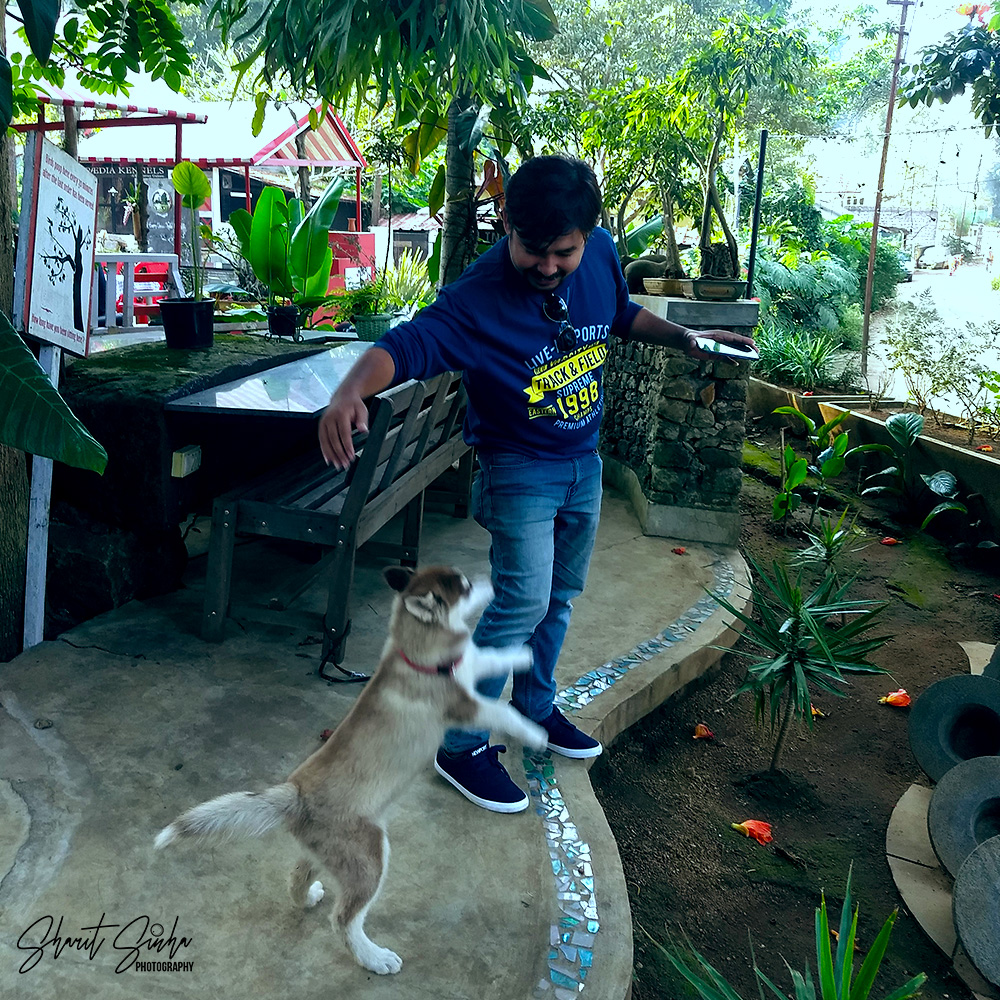 Husky dog, Sweet Rascal